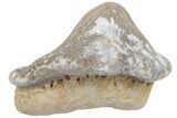 Huge, Fossil Crusher Shark (Ptychodus) Tooth - Kansas #211742-1